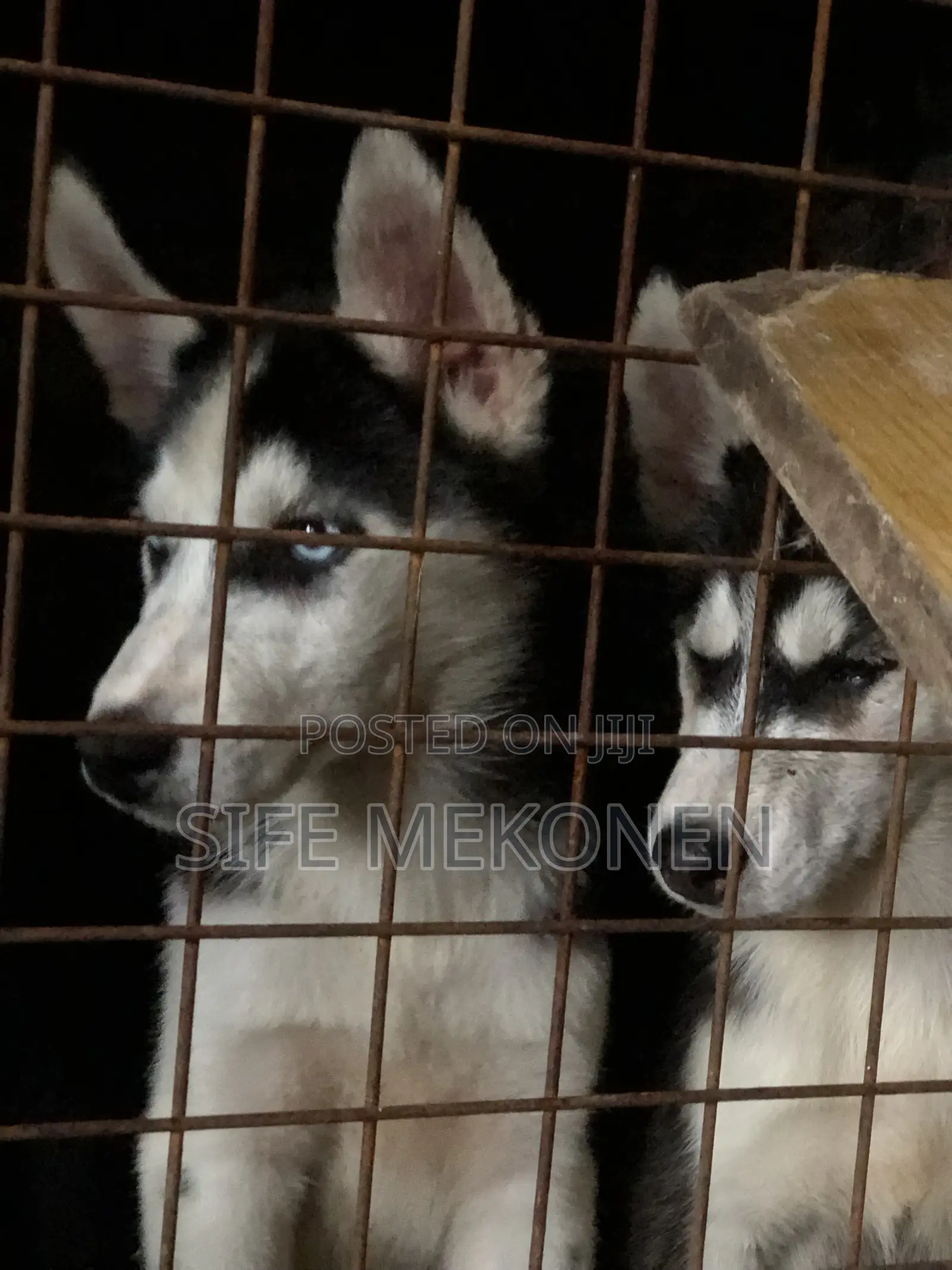 1-3 months Male Purebred Siberian Husky