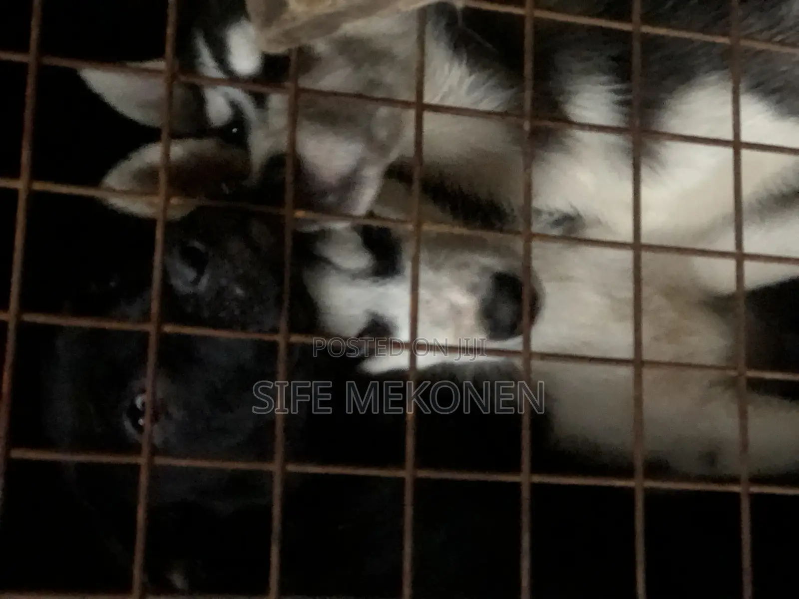 1-3 months Male Purebred Siberian Husky