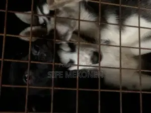 1-3 months Male Purebred Siberian Husky