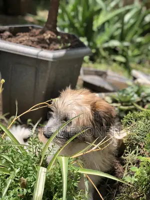 1-3 months Male Purebred Maltese