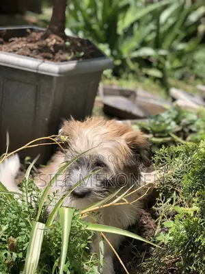 1-3 months Male Purebred Maltese