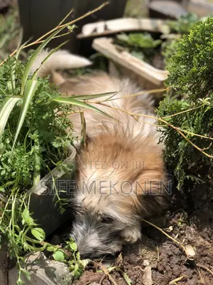 1-3 months Male Purebred Maltese