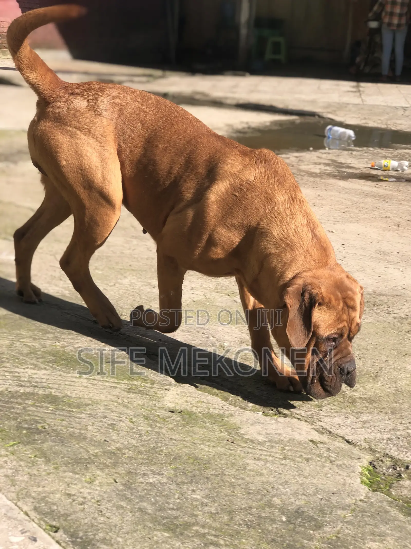 1-3 months Male Purebred Bullmastiff