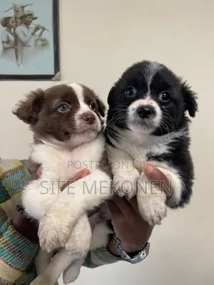 1-3 months Male Purebred Maltese