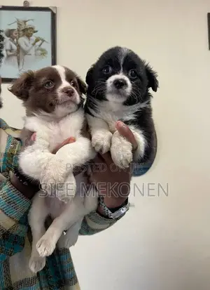 1-3 months Male Purebred Maltese