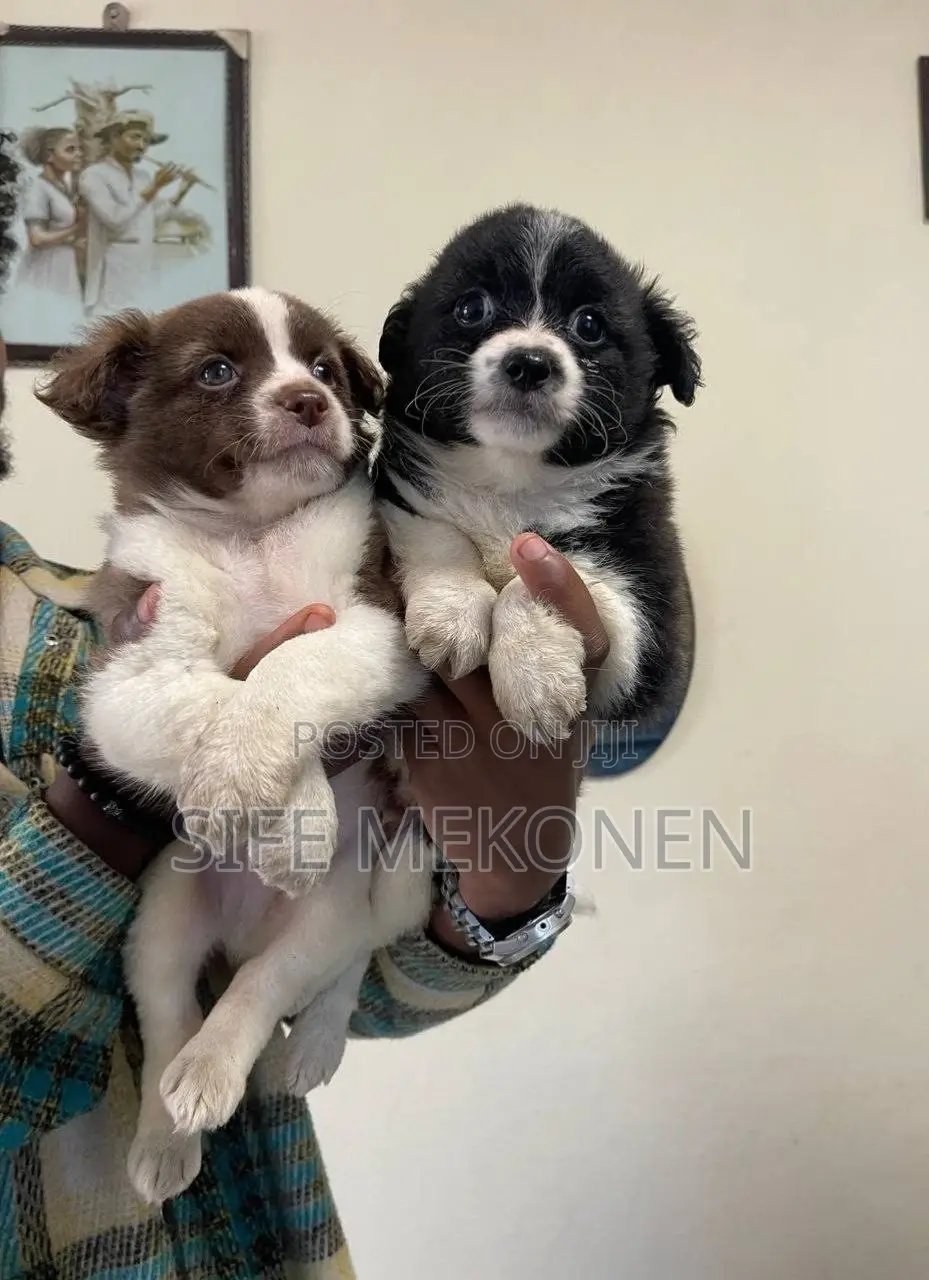 1-3 months Male Purebred Maltese