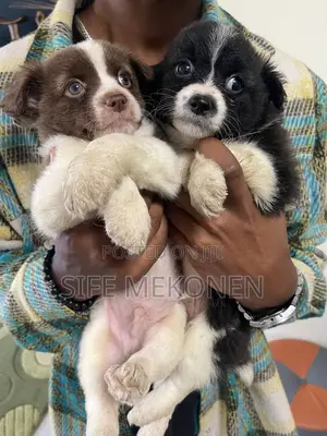 Photo - 1-3 months Male Purebred Maltese
