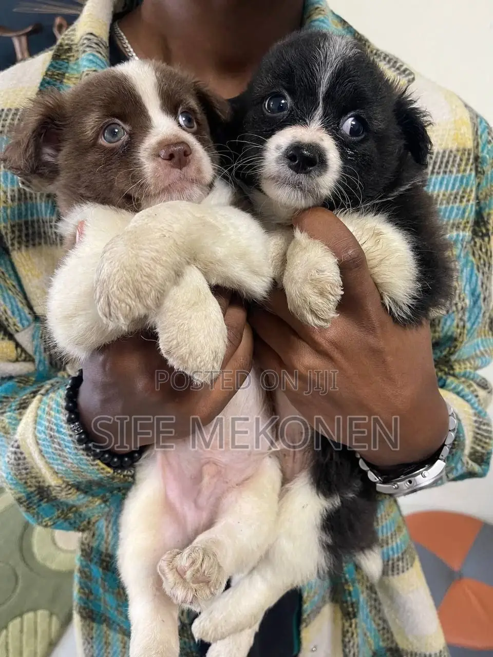1-3 months Male Purebred Maltese