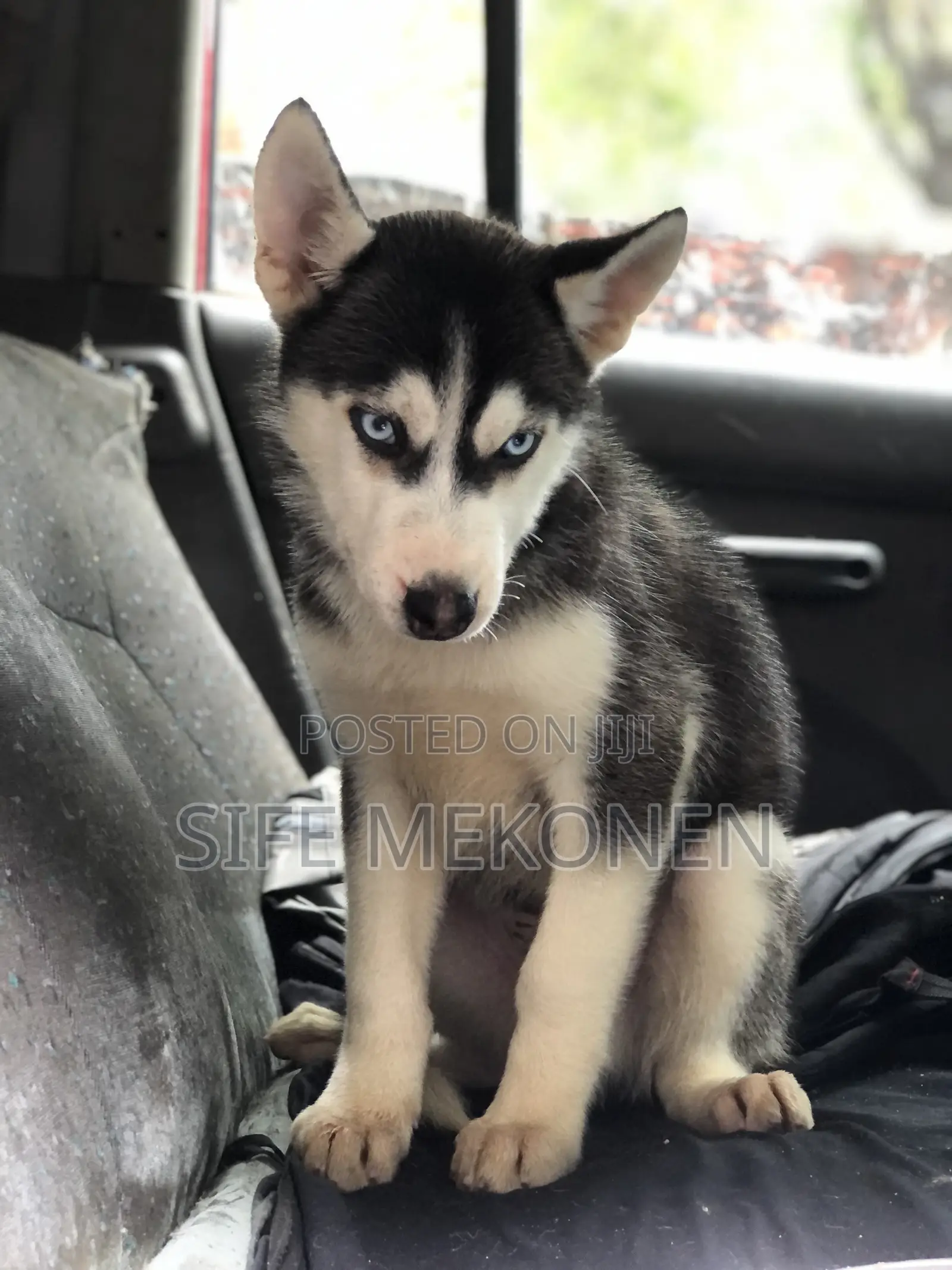 1-3 months Male Purebred Siberian Husky
