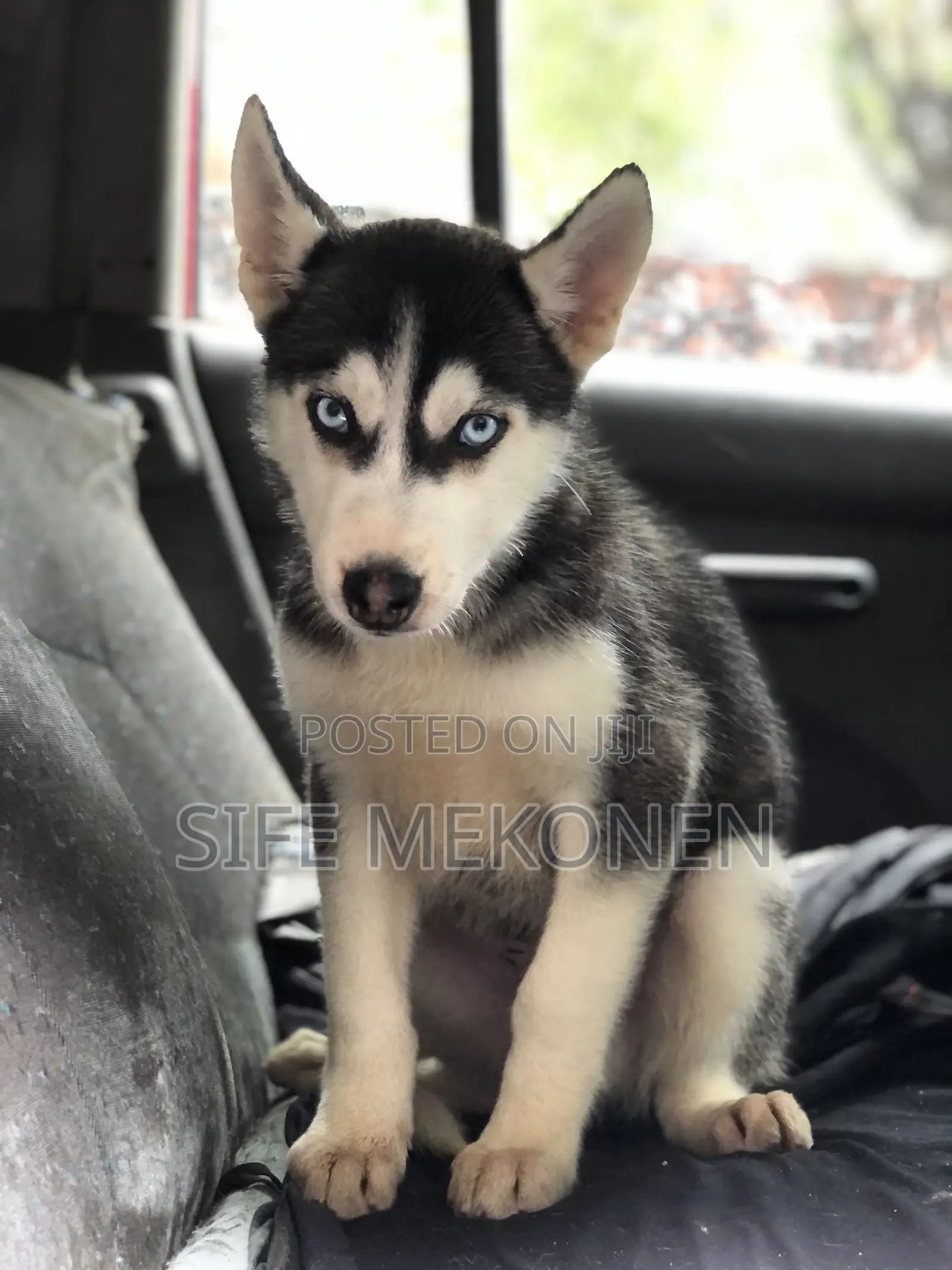 1-3 months Male Purebred Siberian Husky