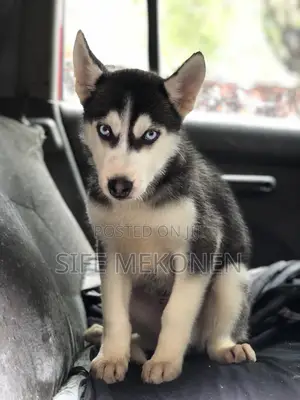 Photo - 1-3 months Male Purebred Siberian Husky