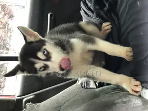1-3 months Male Purebred Siberian Husky