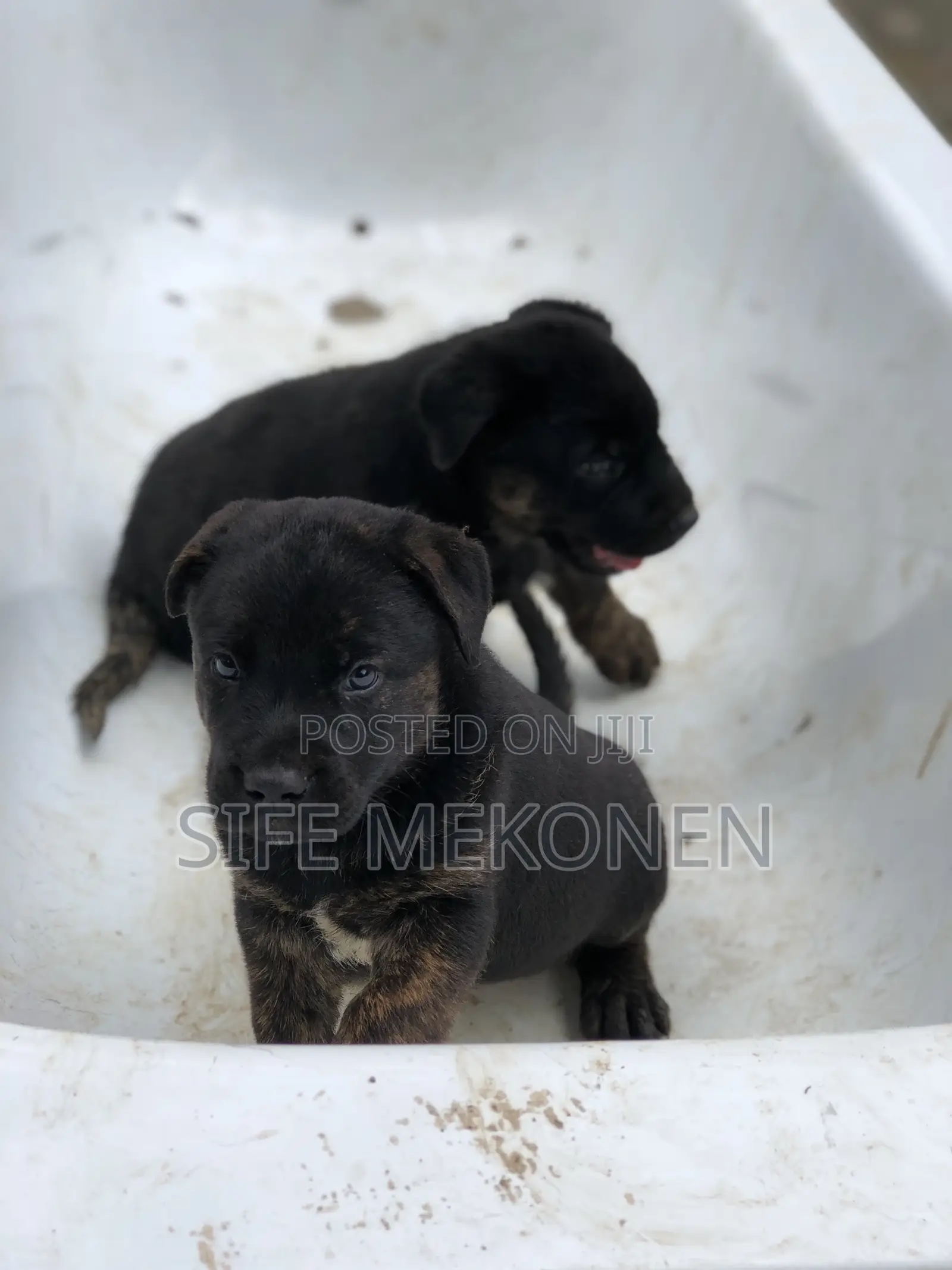 1-3 months Male Mixed Breed American Pit Bull Terrier