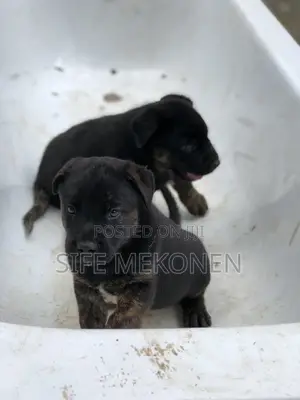 1-3 months Male Mixed Breed American Pit Bull Terrier