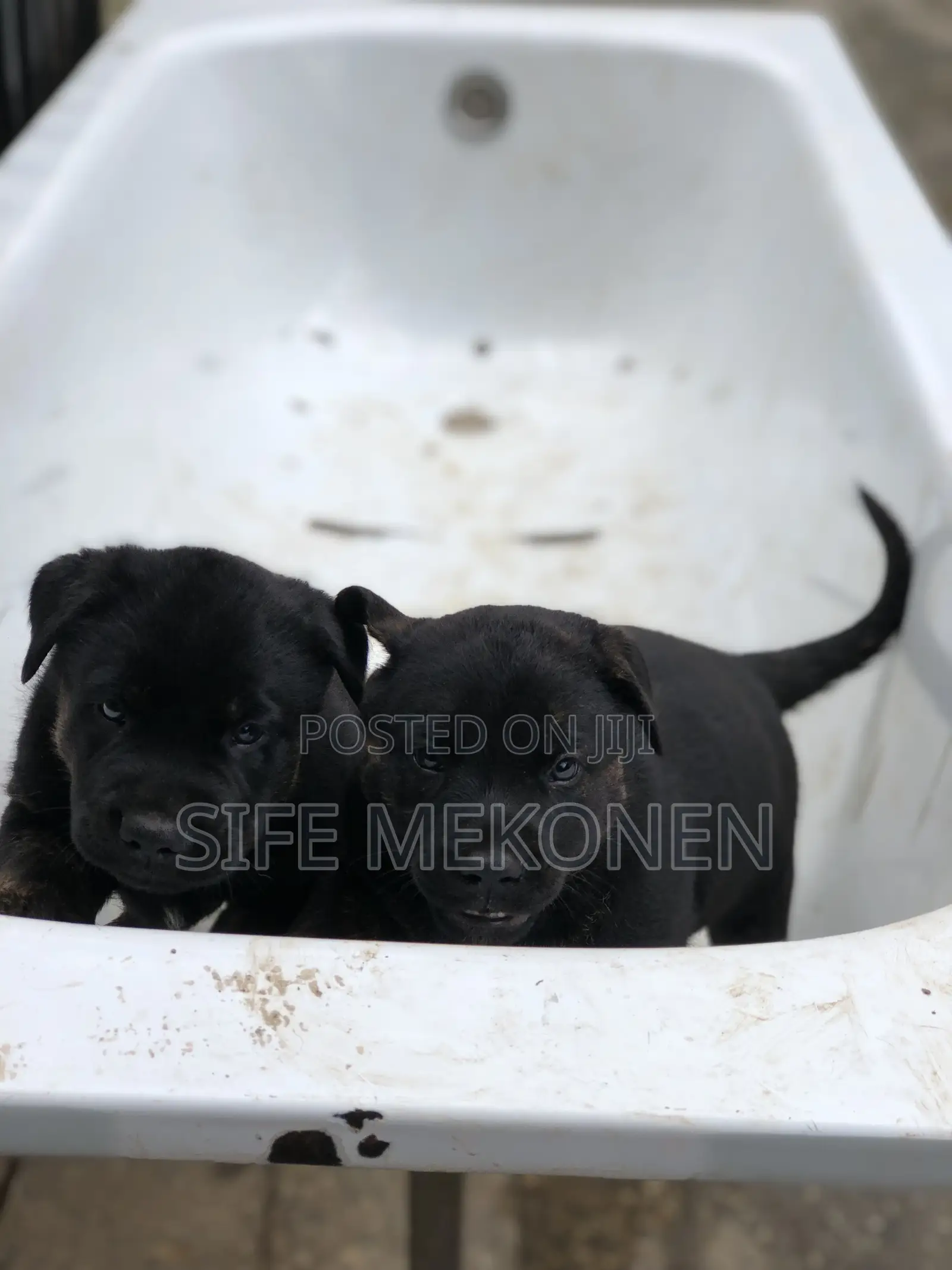 1-3 months Male Mixed Breed American Pit Bull Terrier