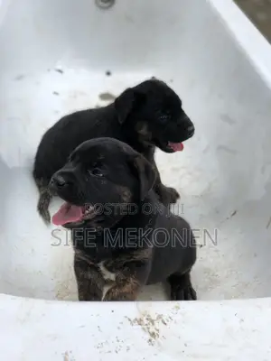 1-3 months Male Mixed Breed American Pit Bull Terrier