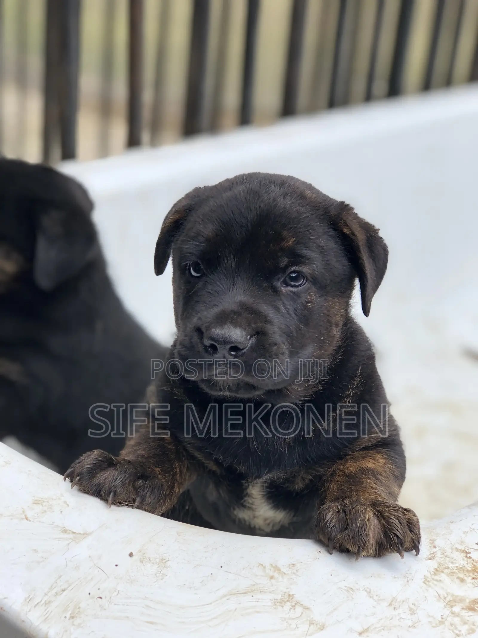 1-3 months Male Mixed Breed American Pit Bull Terrier