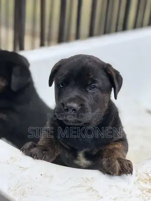 Photo - 1-3 months Male Mixed Breed American Pit Bull Terrier