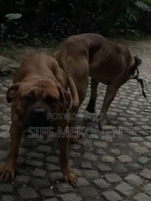 1-3 months Male Purebred Bullmastiff