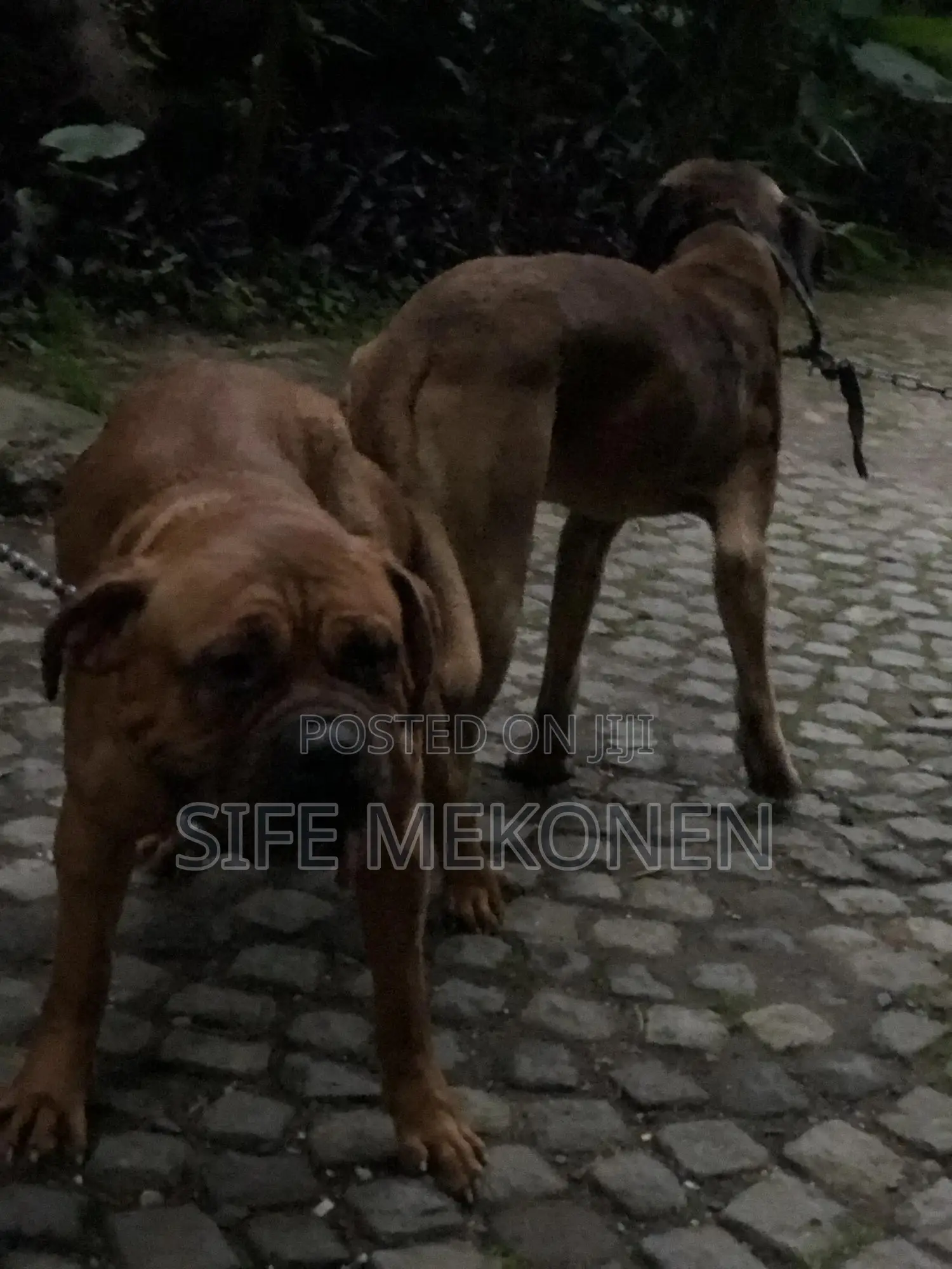 1-3 months Male Purebred Bullmastiff