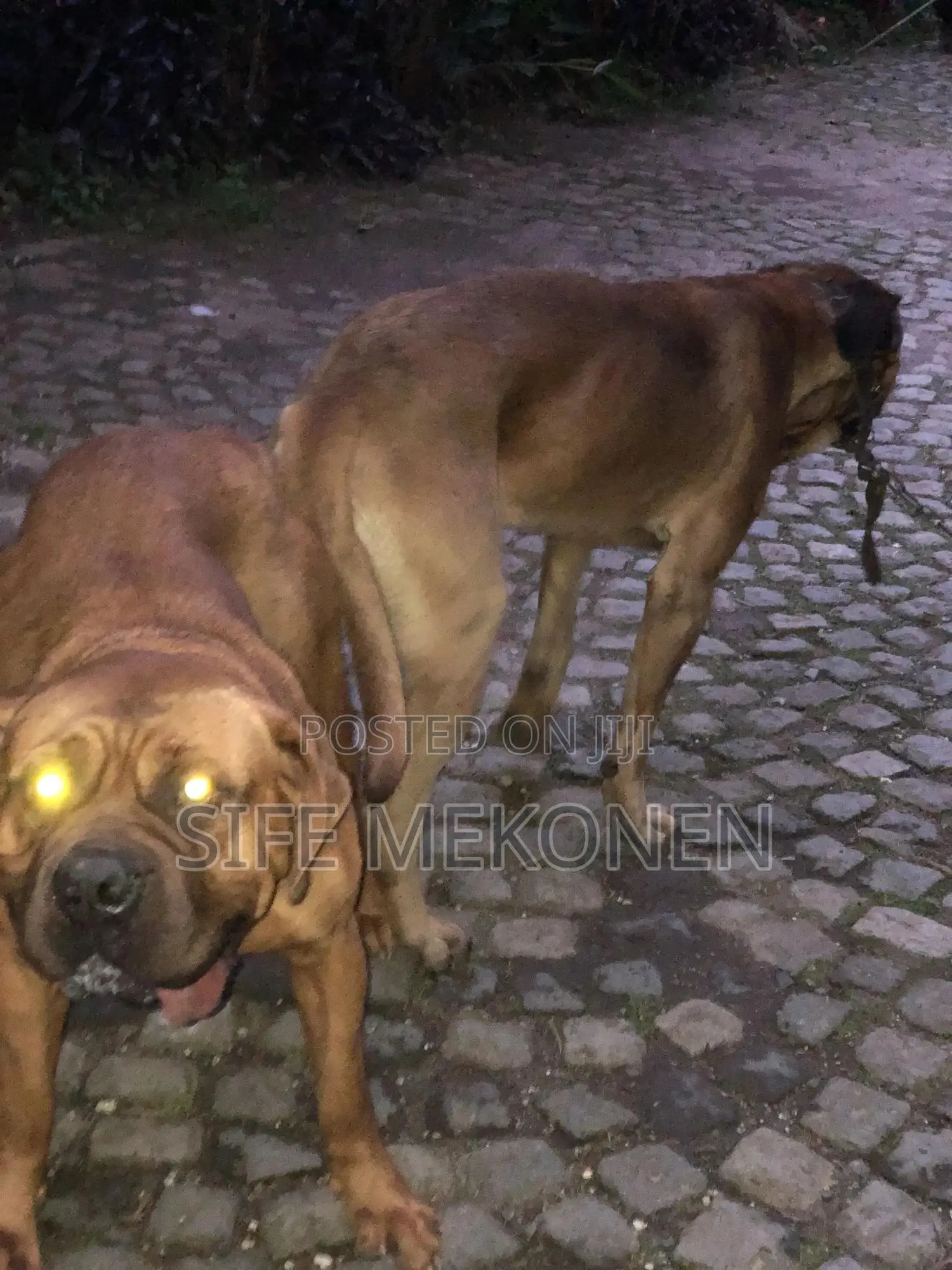 1-3 months Male Purebred Bullmastiff