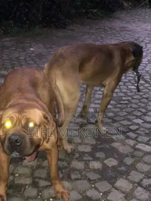 Photo - 1-3 months Male Purebred Bullmastiff