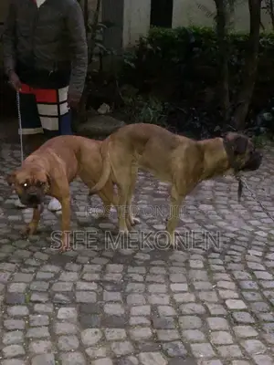 1-3 months Male Purebred Bullmastiff