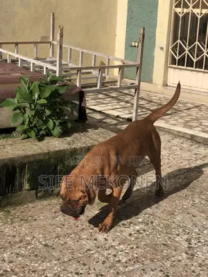 1-3 months Male Purebred Bullmastiff