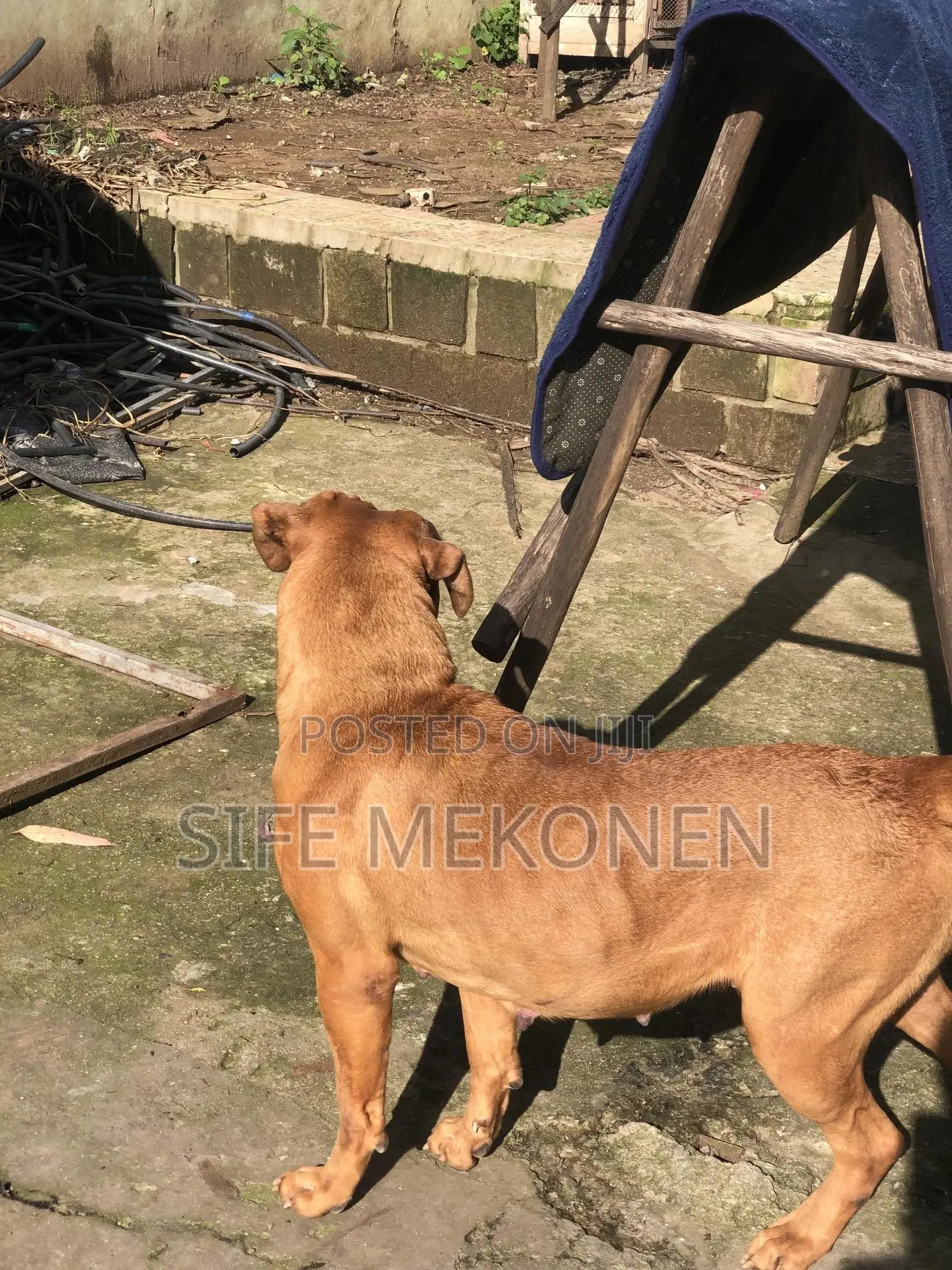 1-3 months Male Purebred Bullmastiff