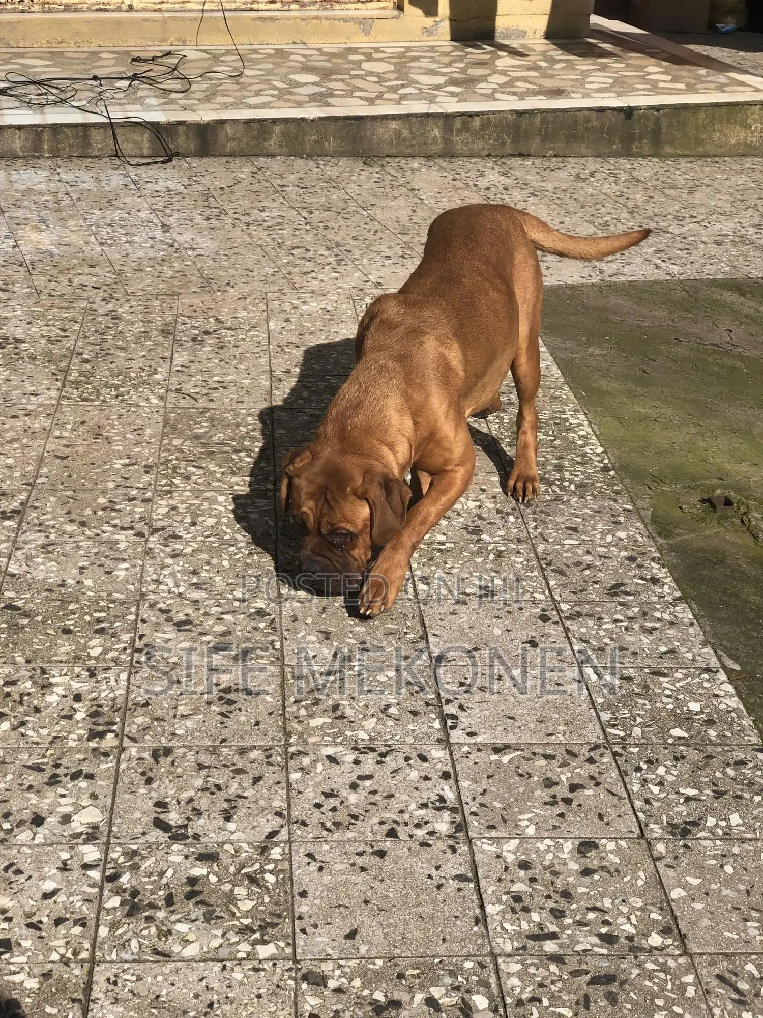 1-3 months Male Purebred Bullmastiff