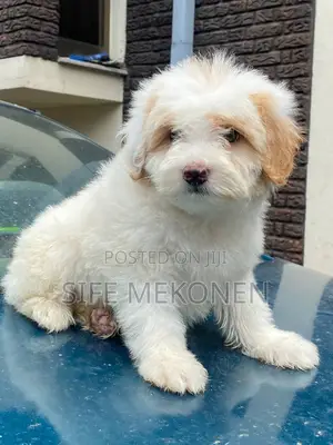 Photo - 1-3 months Male Purebred Maltese