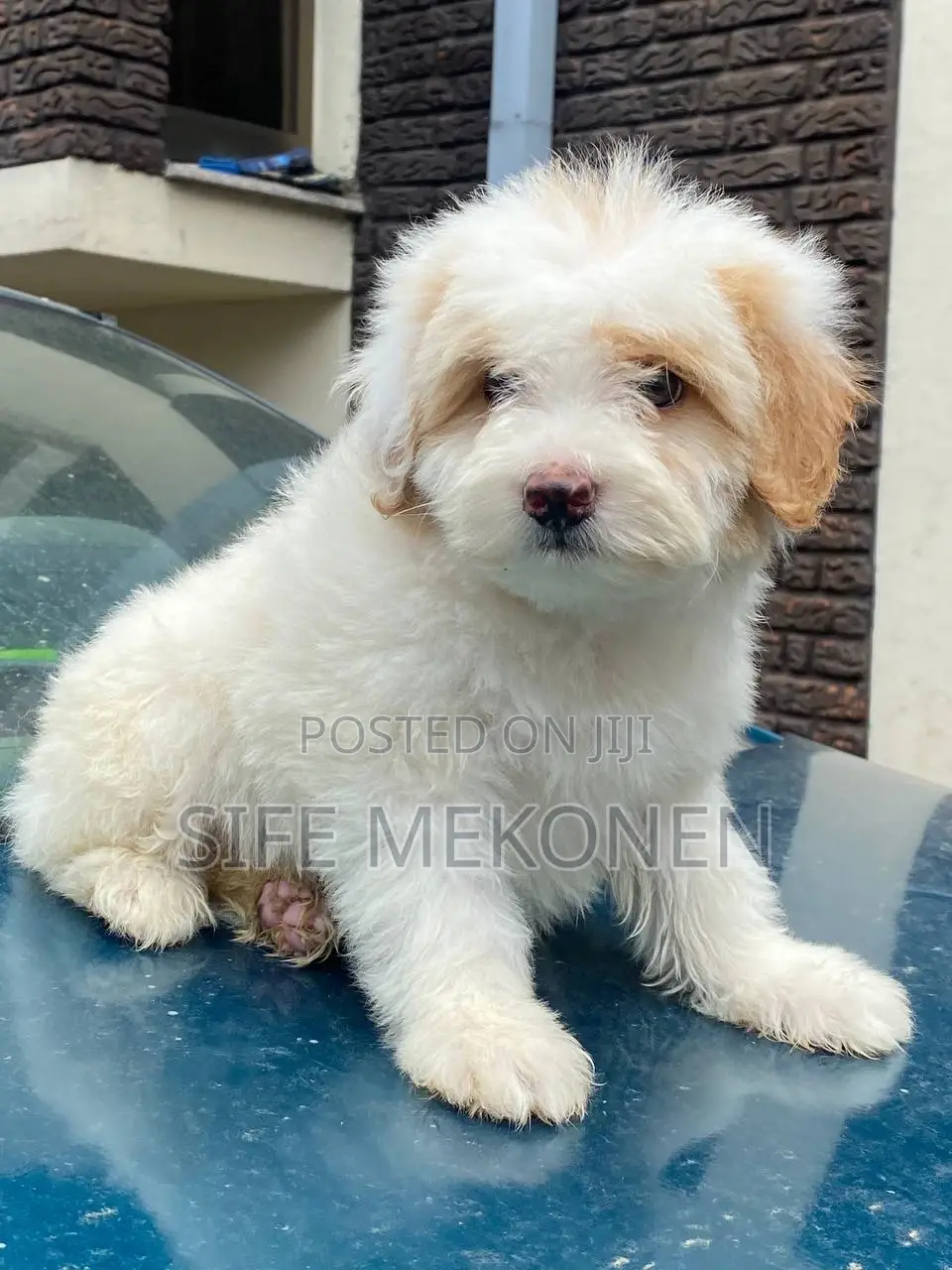 1-3 months Male Purebred Maltese