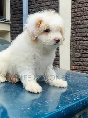 1-3 months Male Purebred Maltese