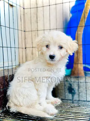 Photo - 1-3 months Male Purebred Maltese