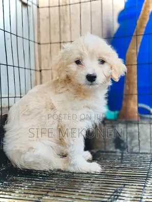 1-3 months Male Purebred Maltese