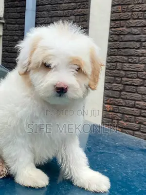 Photo - 1-3 months Male Purebred Maltese
