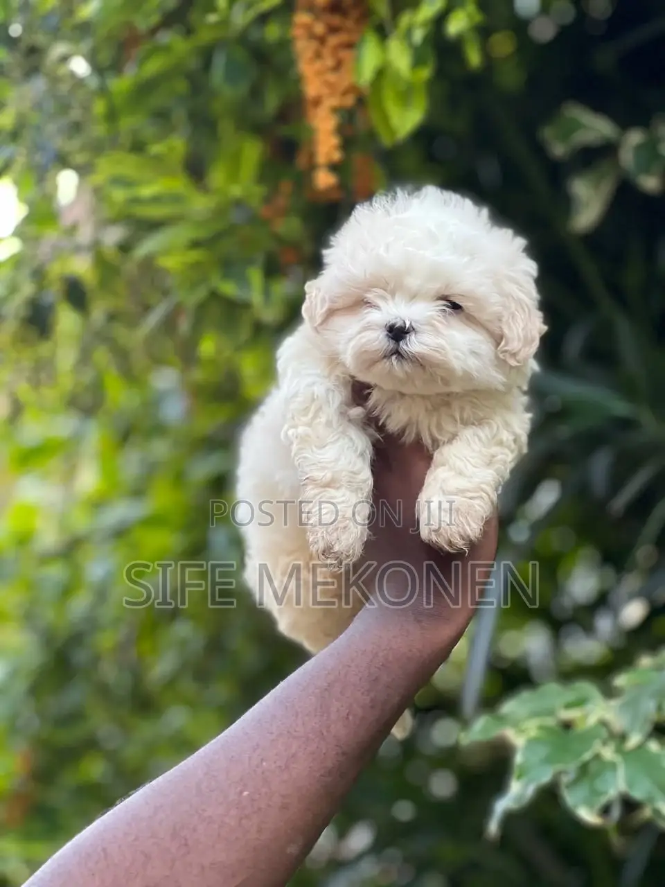 1-3 months Male Purebred Maltese