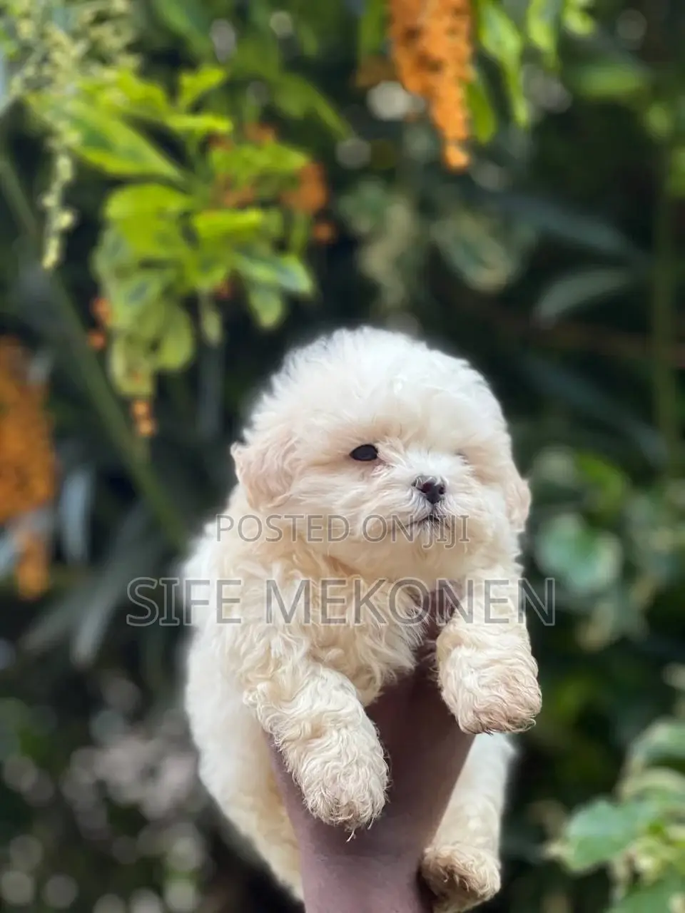 1-3 months Male Purebred Maltese