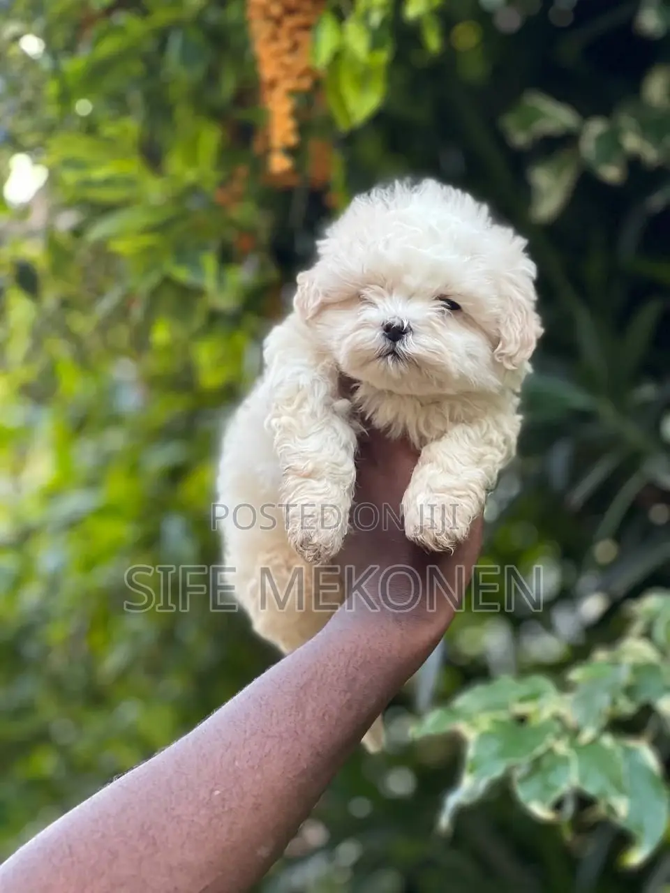 1-3 months Male Purebred Maltese