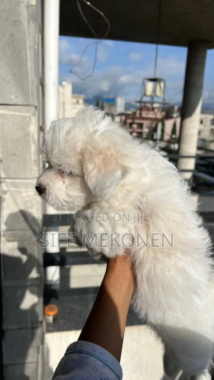 1-3 months Male Purebred Maltese