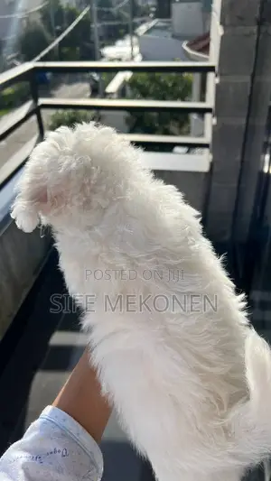 1-3 months Male Purebred Maltese