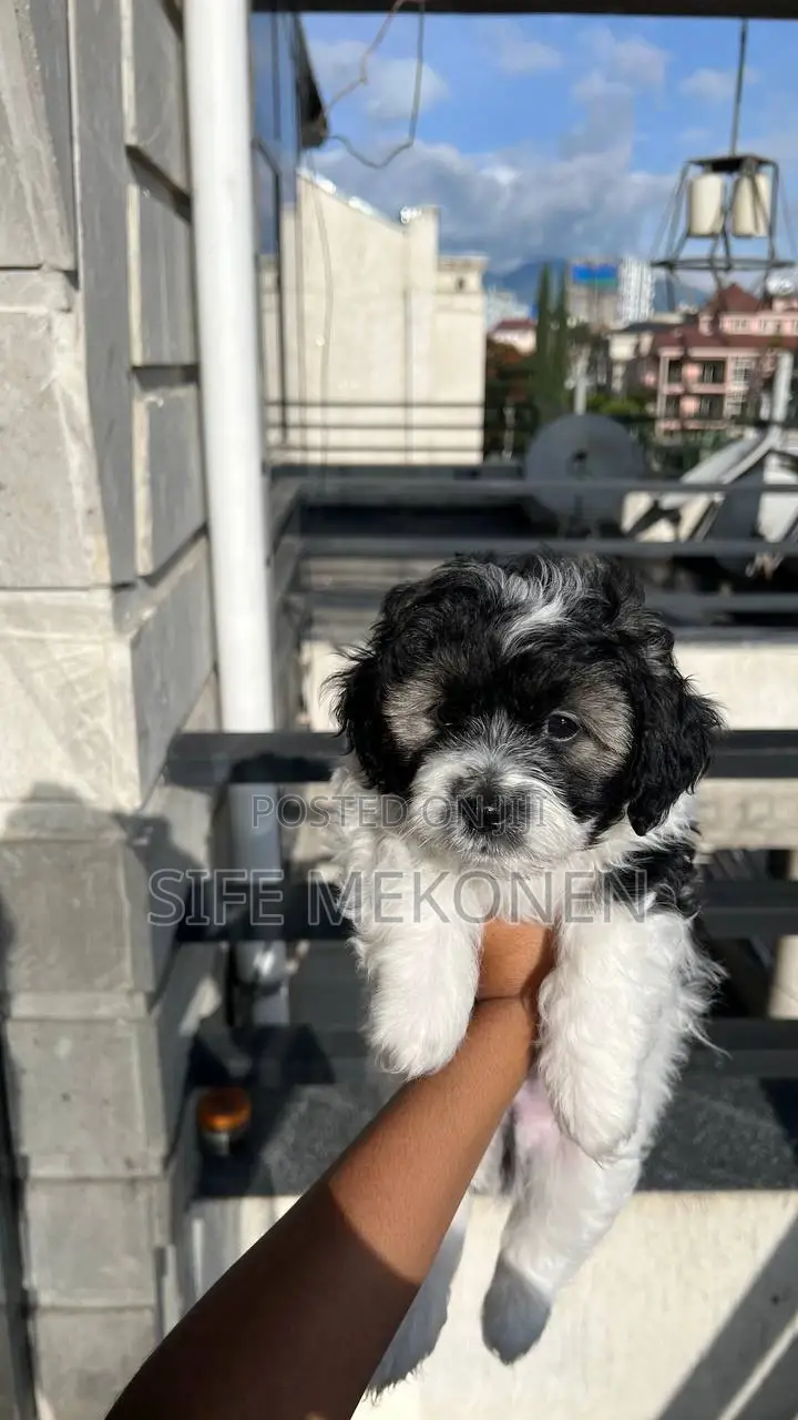 1-3 months Male Purebred Maltese