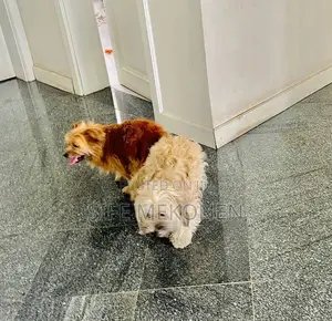 1-3 months Male Purebred Maltese