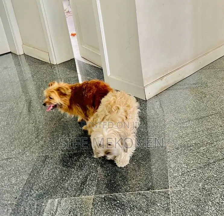 1-3 months Male Purebred Maltese