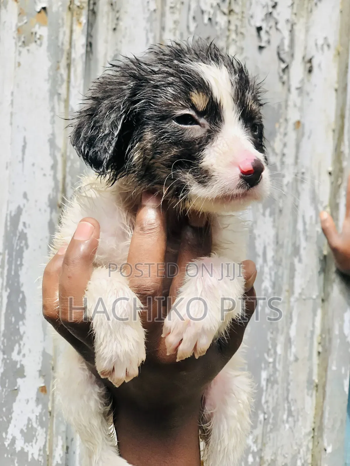 1-3 months Male Mixed Breed Maltese