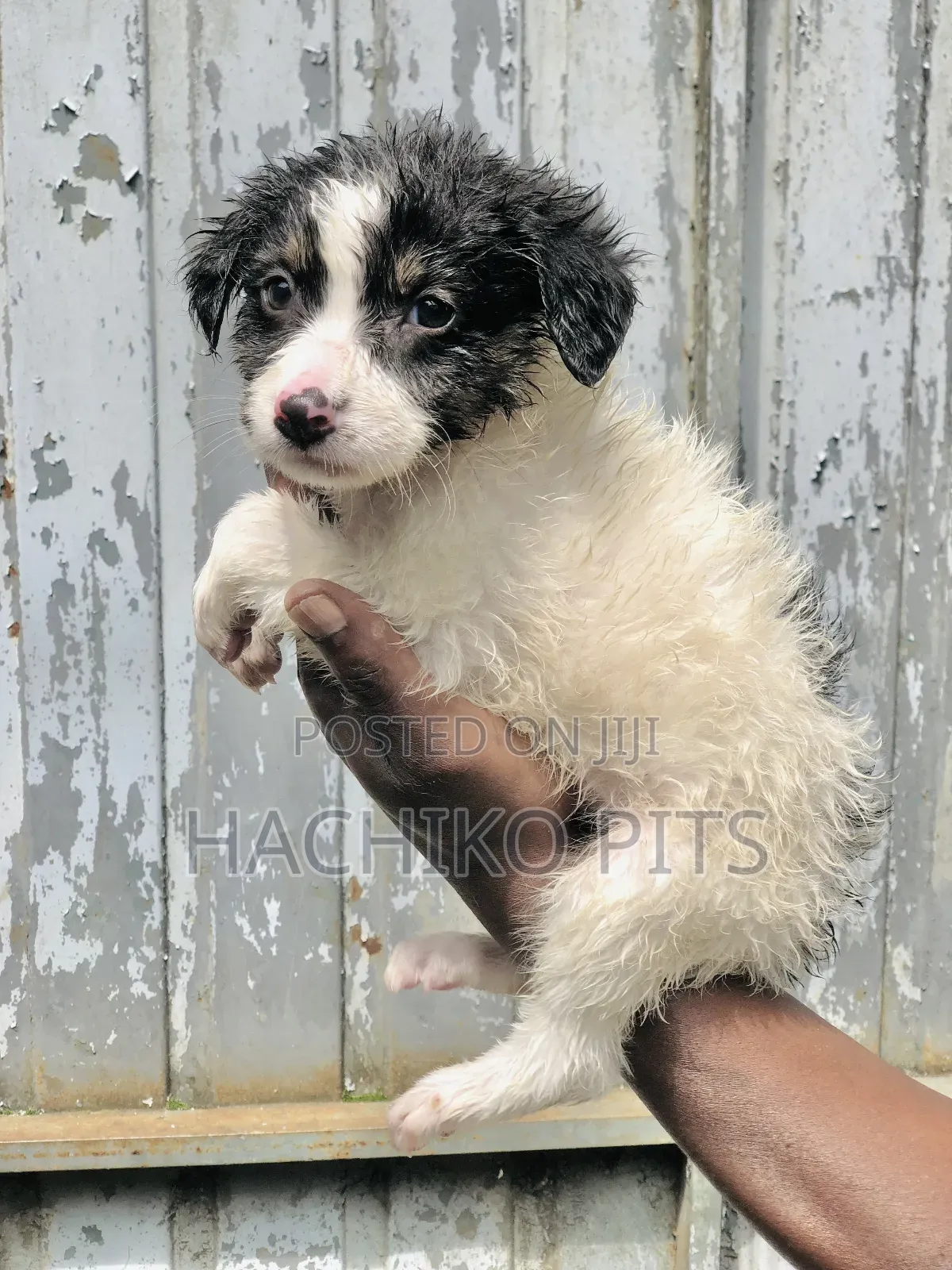 1-3 months Male Mixed Breed Maltese