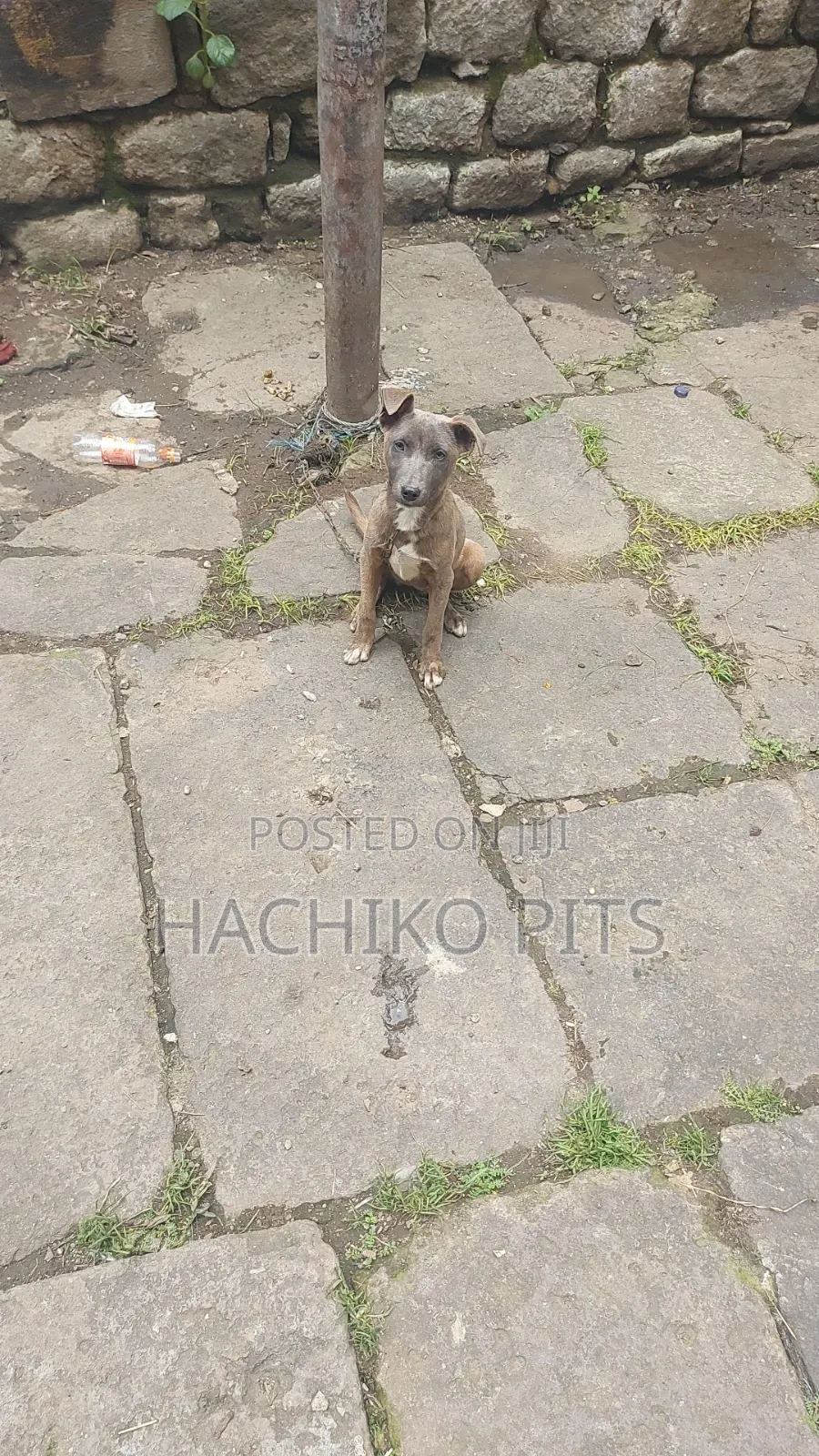 1-3 months Male Purebred American Pit Bull Terrier