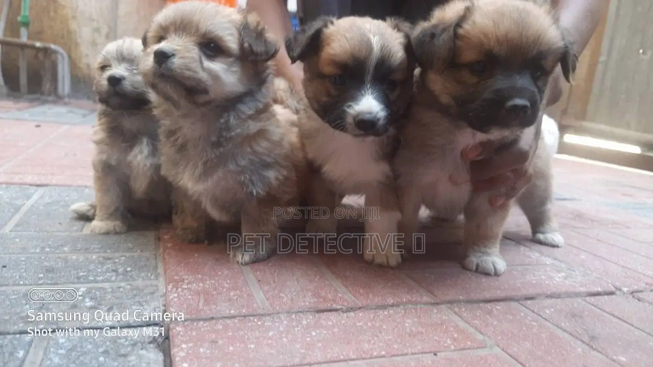 1-3 months Male Purebred Maltese