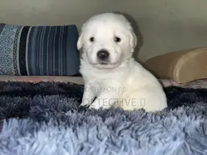 Photo - 1-3 months Male Purebred Maltese