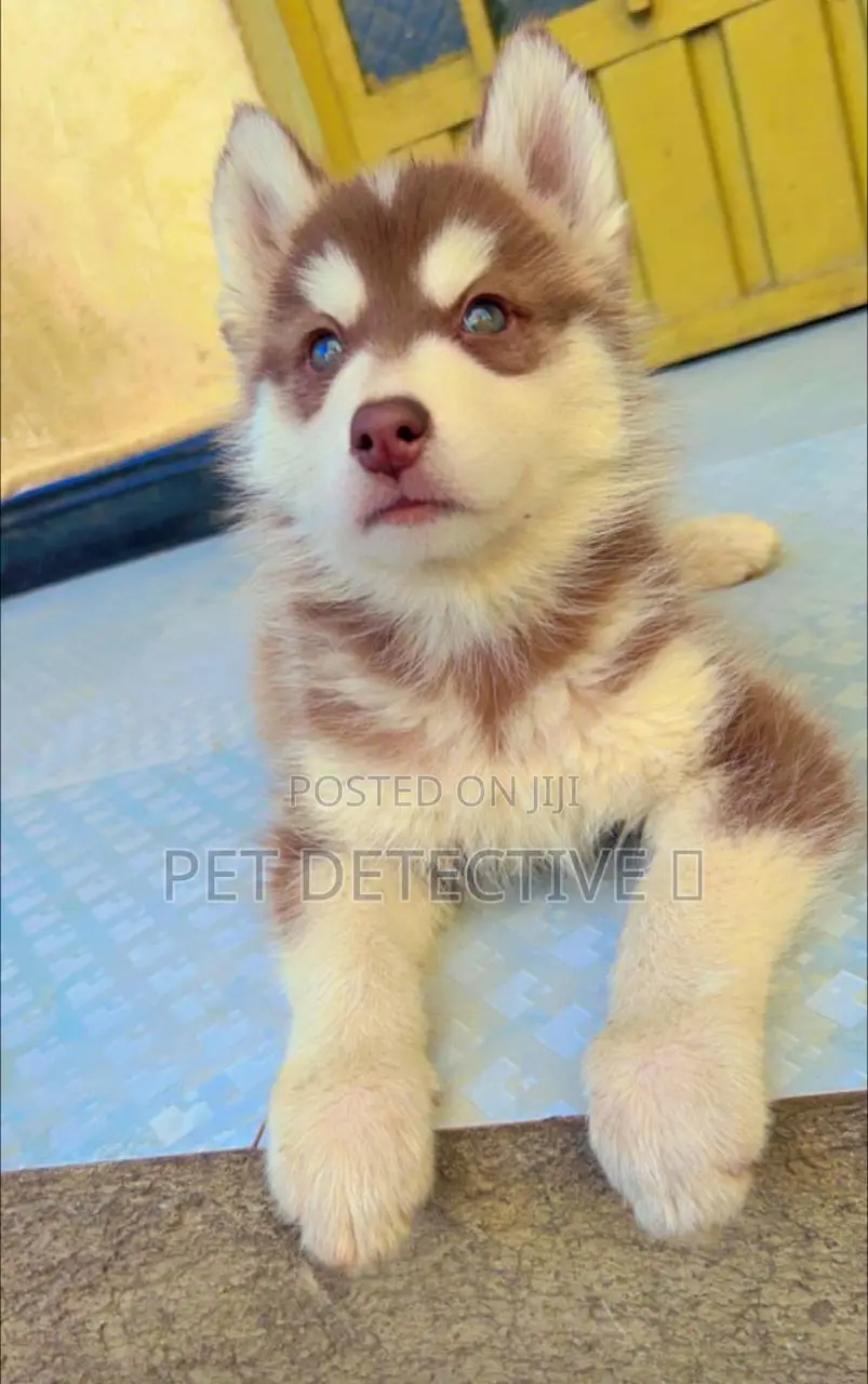 1-3 months Male Purebred Siberian Husky